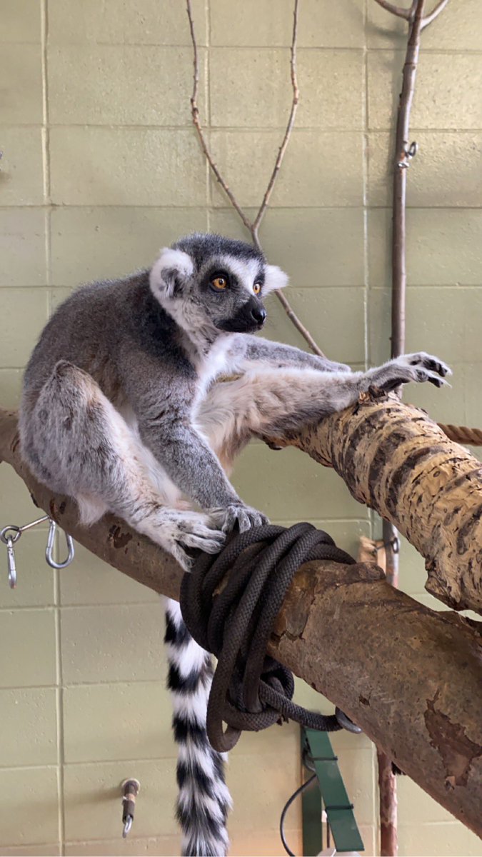 The Valley Zoo Development Society tweet media