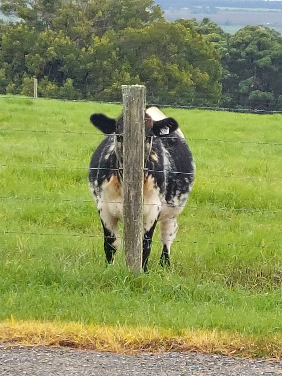 ʎpɥʇıɟ tweet media