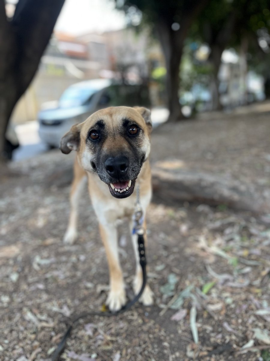 Soy Mila,y llevo casi 4 años esperando ser adoptada.

Déjame formar parte de tu familia…🥺🙏🏼
Tengo 5 años,talla grande,protocolo completo.
Estoy en CDMX.
#AdoptaSalvaUnaVida 
#NocompresAdopta