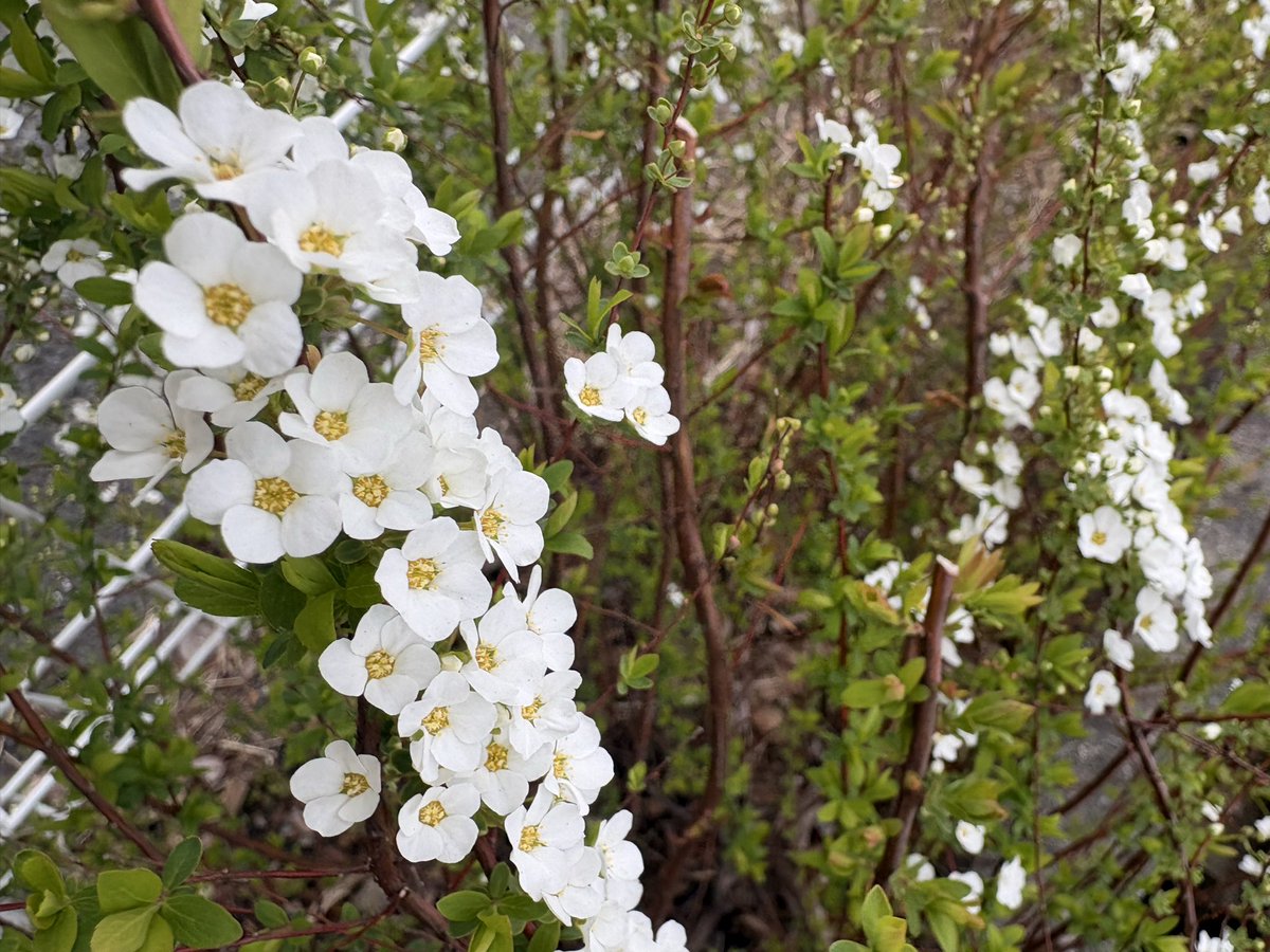chiko_tra's tweet photo. 今朝のウォーキング🚶‍♀️気温は5℃

今朝は昨日より少し肌寒いです
花粉を防ぎたくてガッチリマスク二重でウォーキング

トレーニングは脚トレ🏋🏽‍♀️
4種目✖︎3セット

試験まであと少し
勉強もトレーニングも「やらなきゃ」ってなるとしんどいからできる範囲で🥳

#ダイエット #筋トレ #ウォーキング https://t.co/BrbWG2EDgj
