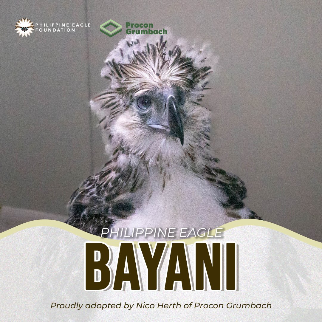 Philippine Eagle Foundation tweet media