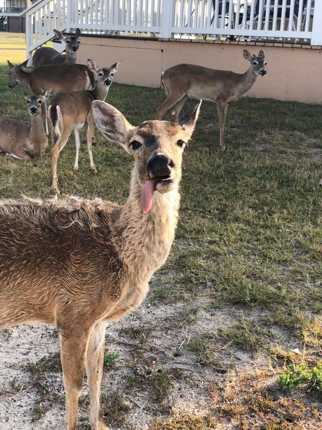 Phenrir 𓃝 tweet media