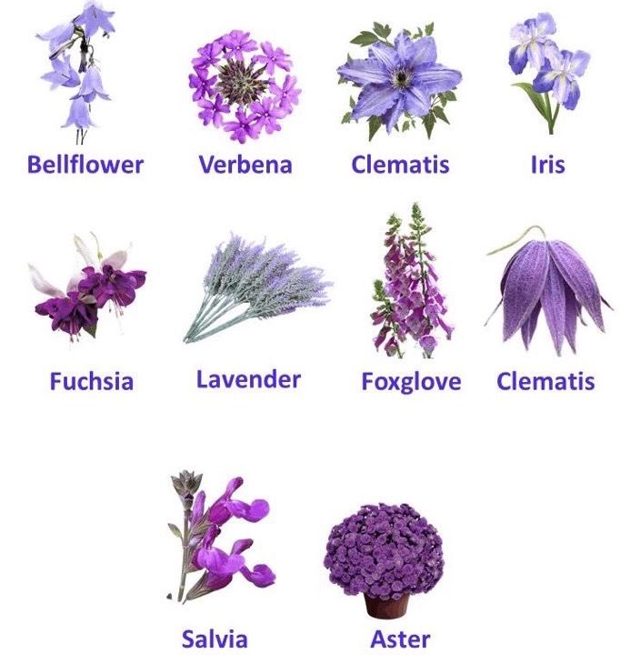 violettweets_'s tweet photo. what’s your favorite flower? https://t.co/1u6LDP1dTB