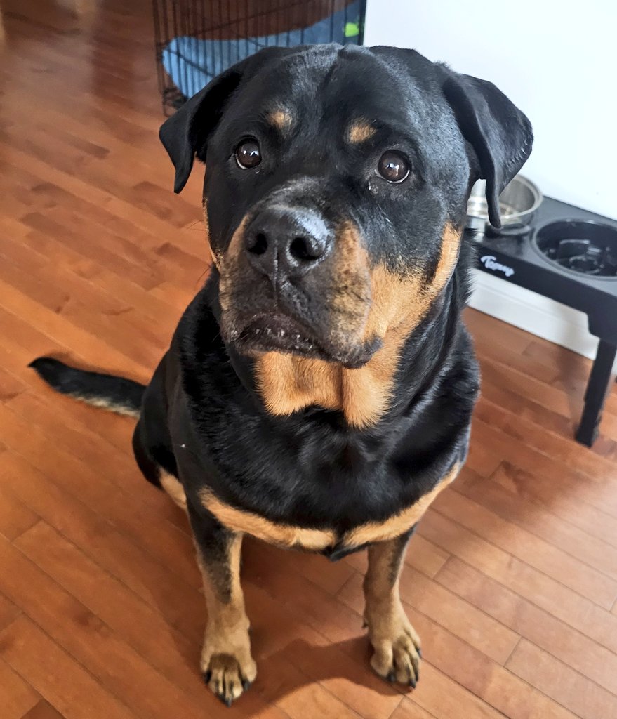 servicerotties's tweet photo. This Monday definitely required more treats.
#DogThoughts https://t.co/oSGuSueLiK