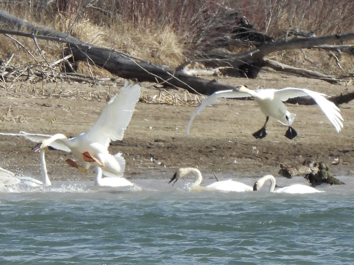 emily chickinson ❤️🔥 tweet media