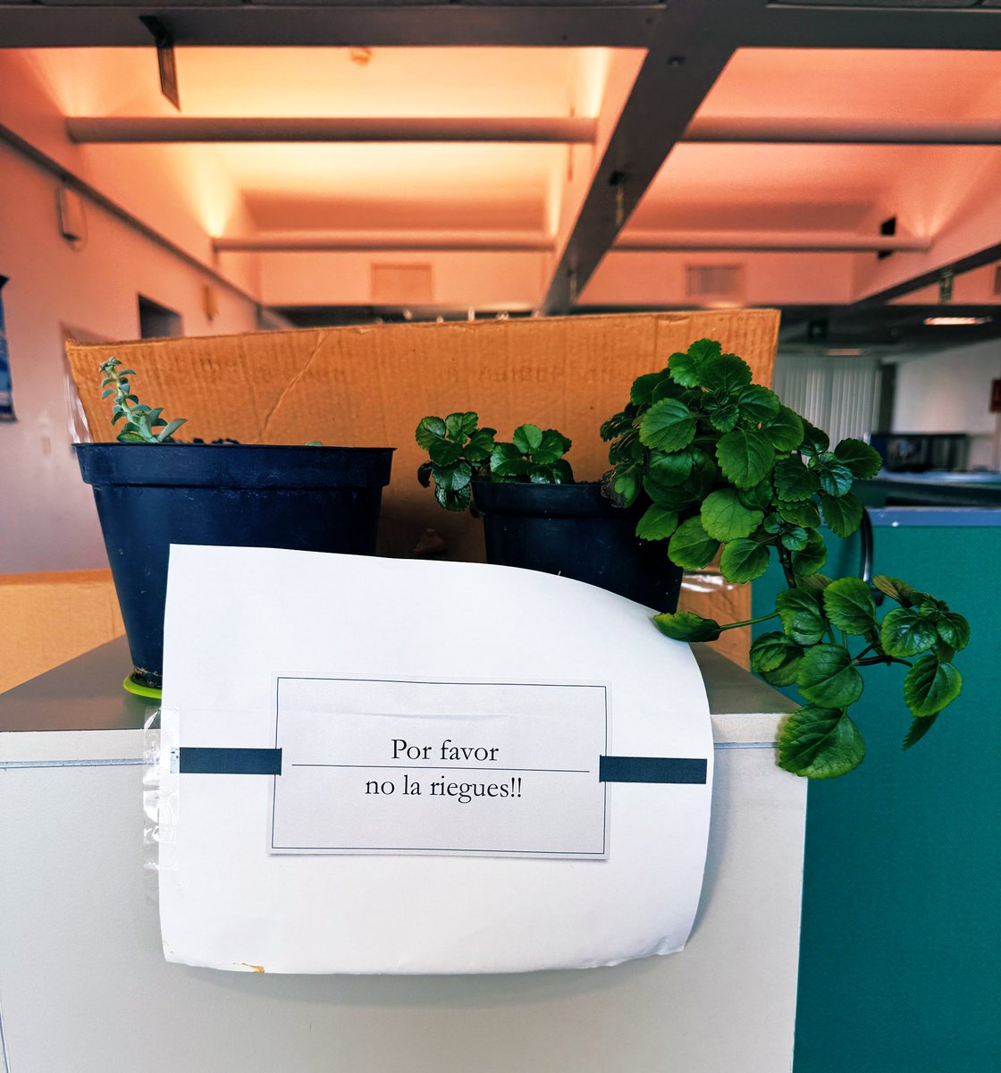 Mariano, as usual. (@marianojuarez) on Twitter photo 