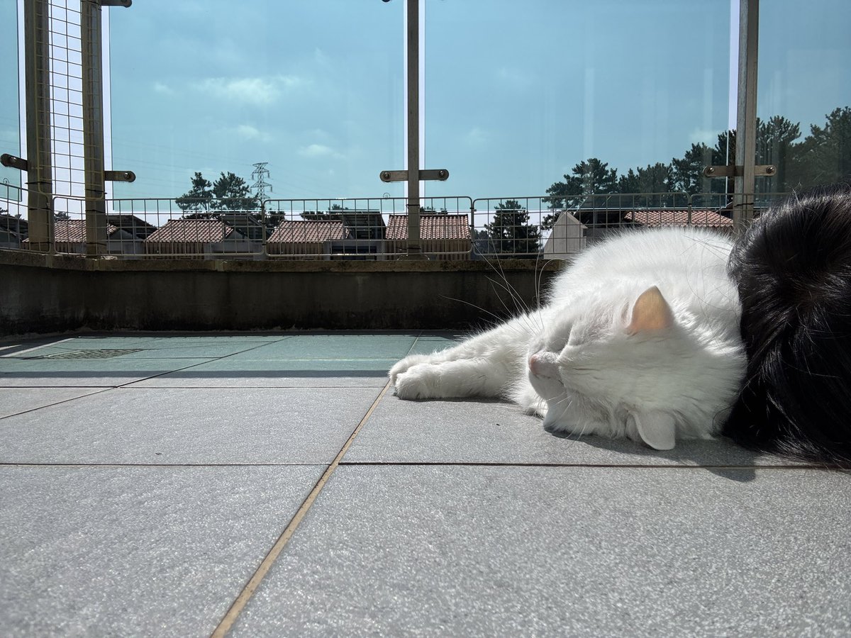 테라스에서 둘이 같이 한참 잤다. 얼굴 탔겠다.