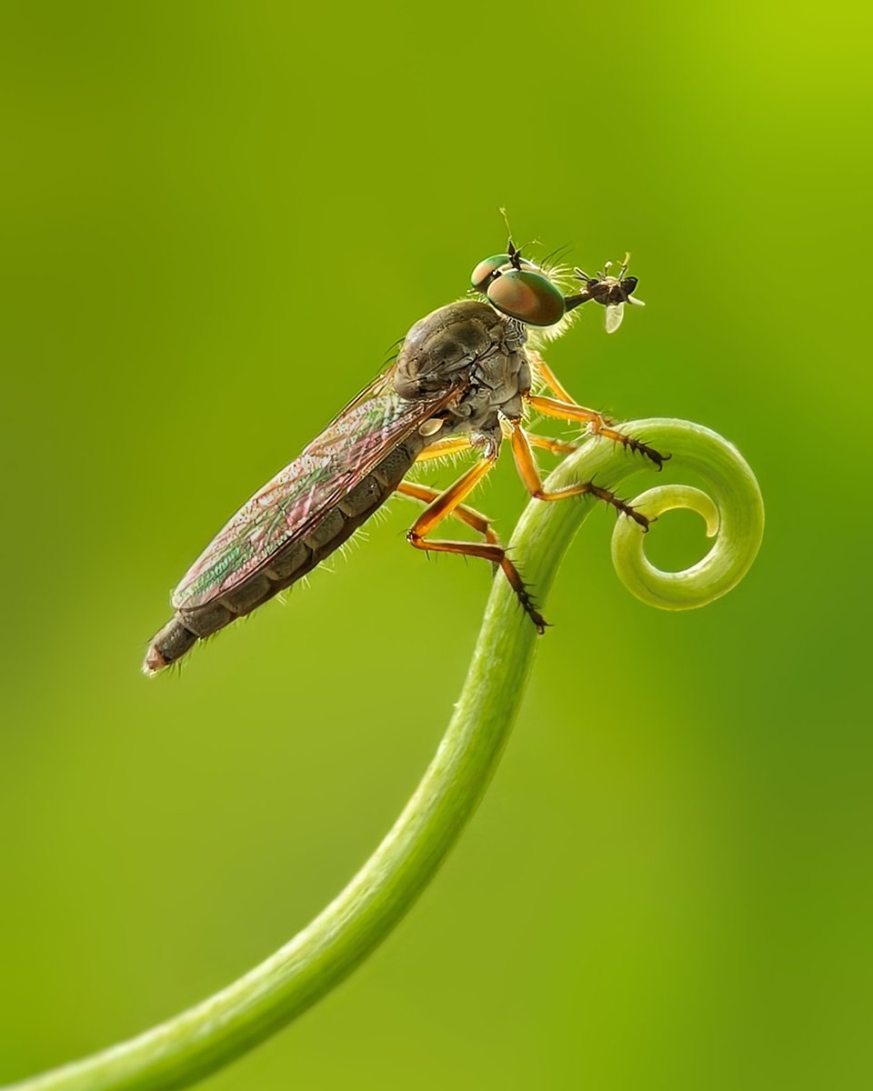 sethy_sritam's tweet photo. Dramatic moment from the macro world🦟🌿

A Robber fly captures and feeds on a small fly, showcasing its predatory prowess. 

#BBCWildlifePOTD #wildlifephotography #NaturePhotography #IndiAves #macrophotography #Robberfly https://t.co/Mxom0xaCsq