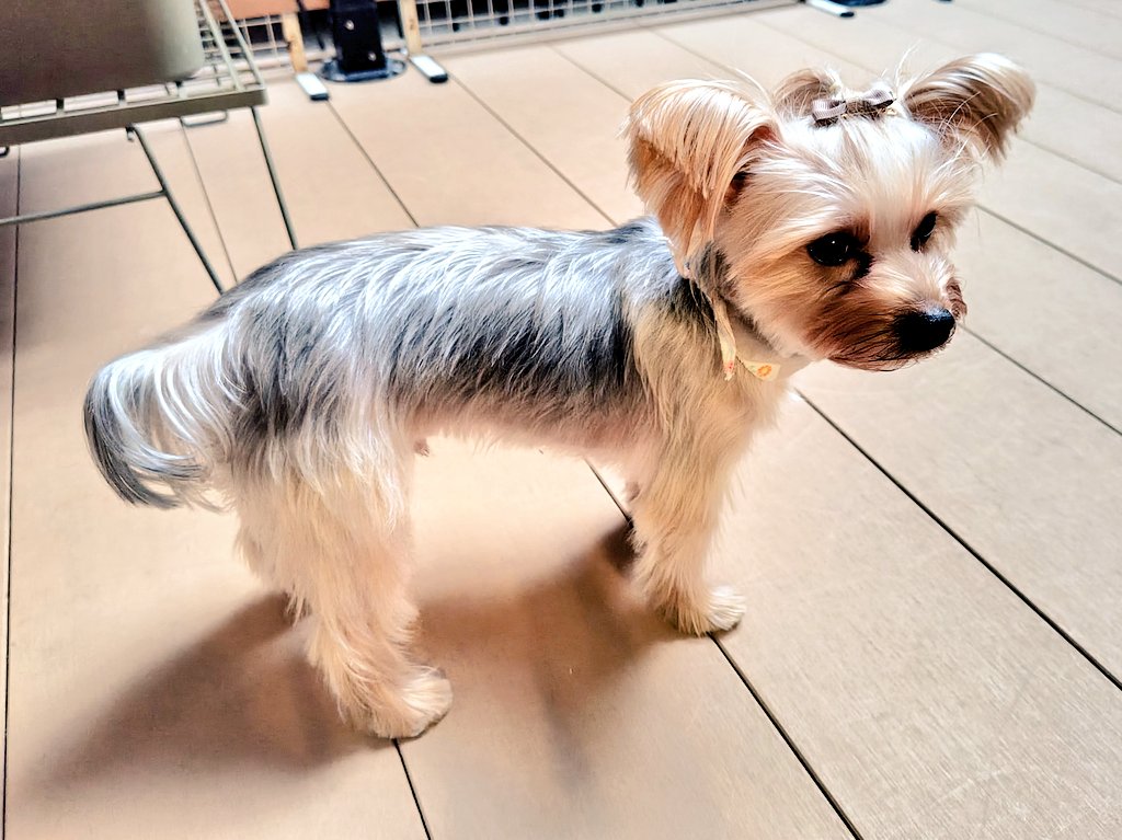 chocolaflan's tweet photo. 昨日はトリミング行ってきました！
フランはブーツカットにお耳ピン！
リアムはふんわりカットでトップノット✂️
２頭のお顔や体型に合わせて個性がでるカットでお願いしています
カットしたてで公園に行ったら『かわいい〜💕』ってめっちゃ褒められて嬉しかったね🥰
＃ヨークシャーテリア
＃ヨーキー https://t.co/r2BvYyrxXa