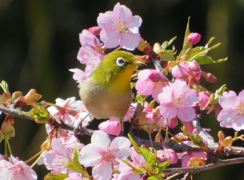 モックル(河内長野市公式) tweet media