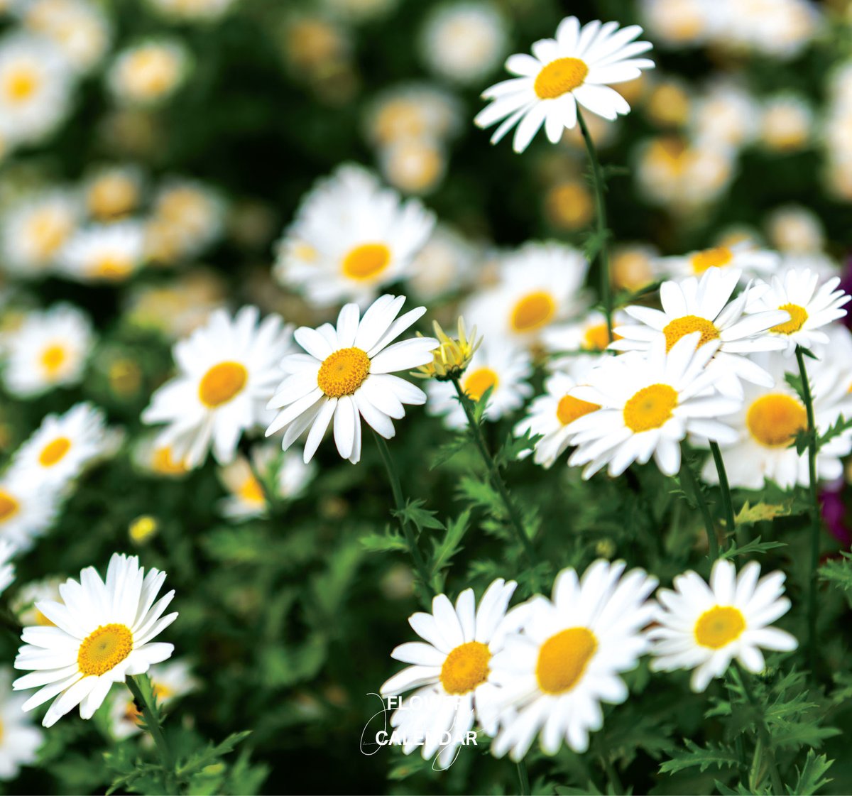 カモミール｜花の日めくり

花言葉「あなたを癒やす」

ヨーロッパ原産のキク科一年草。晩春、可憐で白い花を咲かせ、満開時には黄色い筒状花が盛り上がります。オランダ医学とともに江戸時代に渡来し、ヨーロッパでは「母の薬草」として親しまれてきました。