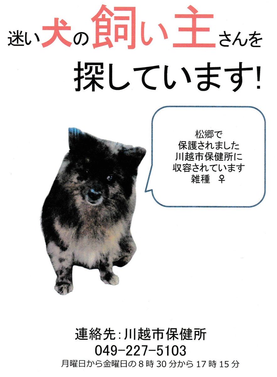 nakaichi1867's tweet photo. 《拡散希望》現在保健所にて保護されています。早くご家族の元に戻れる様、お心当たりのある方は川越市保健所までご連絡をお願いいたします。 #迷い犬  #川越
川越市保健所049-227-5103
下記詳細となります
･保護日：2月24日
･メス
･雑種(ポメラニアン風)
･成犬
･マイクロチップや首輪等はなし https://t.co/yEnvPCvugn