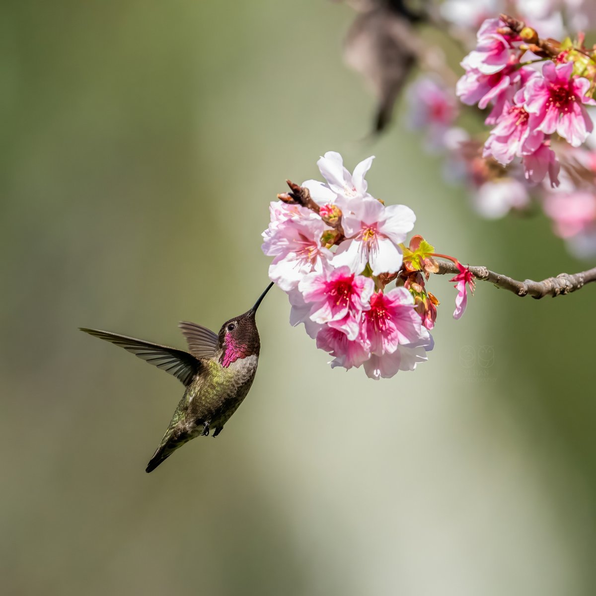 Ohyi's tweet photo. Male and Female Anna's hummingbird https://t.co/T9vflqphVs