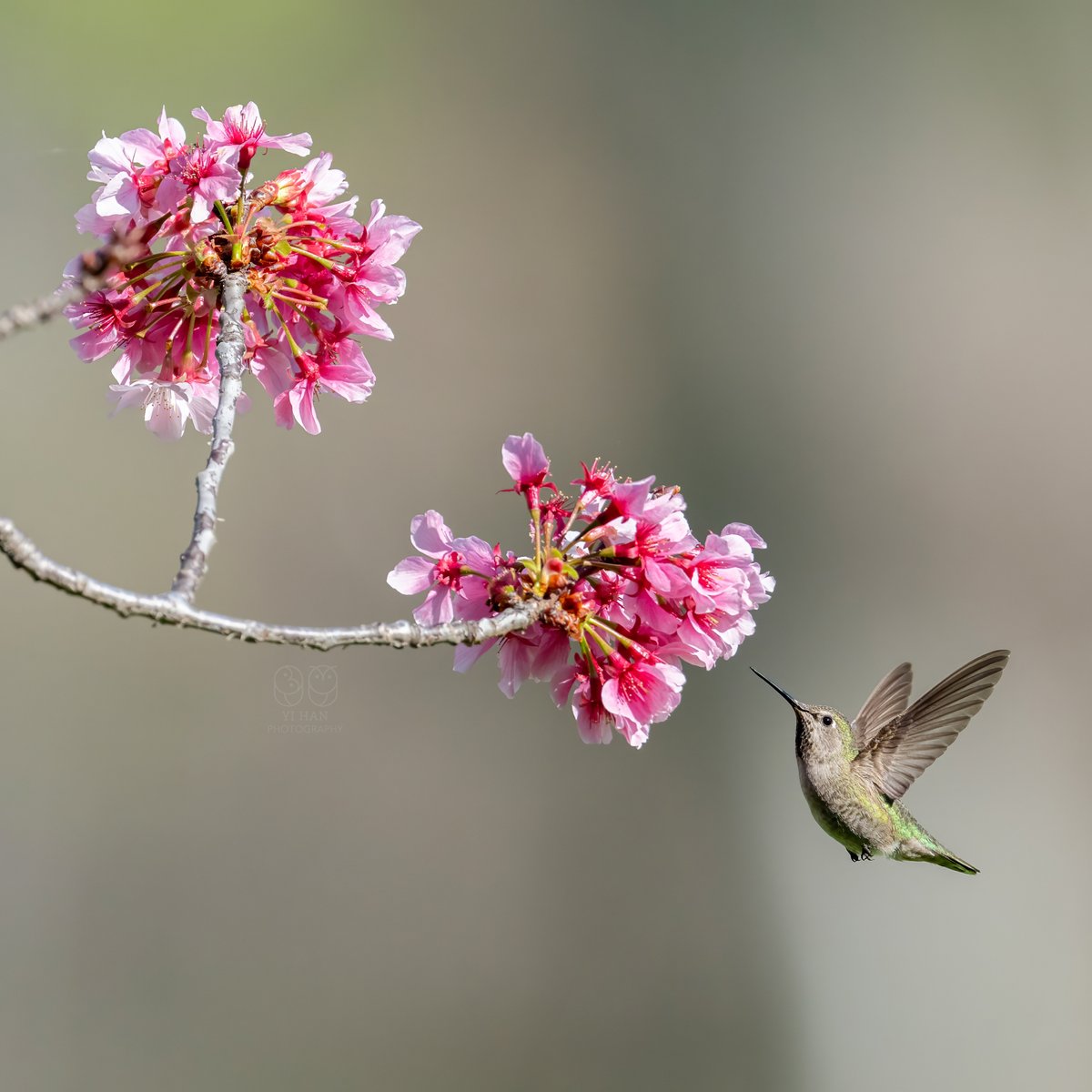 Ohyi's tweet photo. Male and Female Anna's hummingbird https://t.co/T9vflqphVs