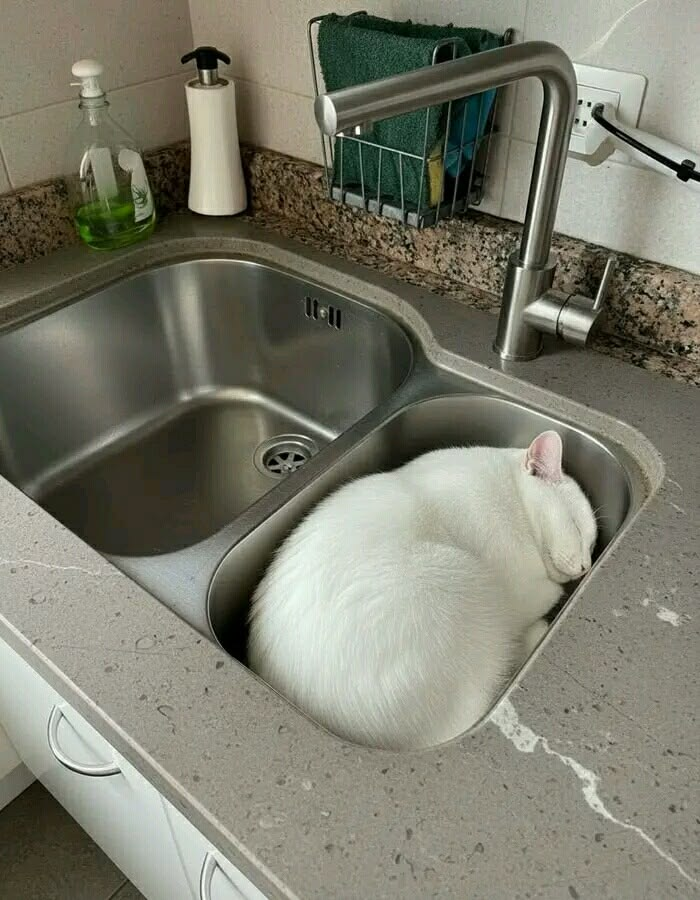 고양이는 왜 이럴까 tweet media