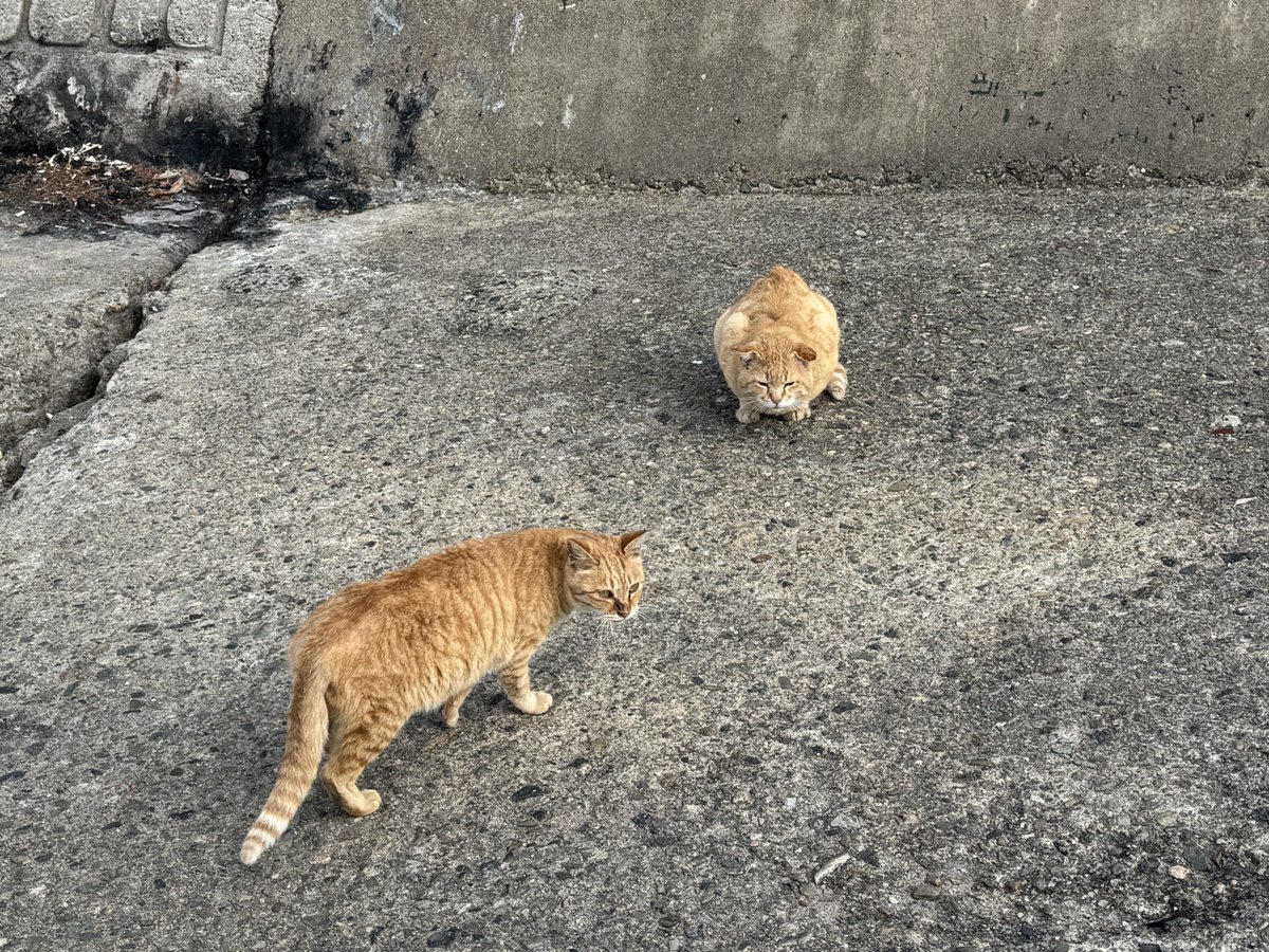 🌙창작자:꽃타래_Flowery Knots✨ tweet media