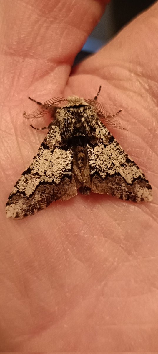 kevin stead tweet media