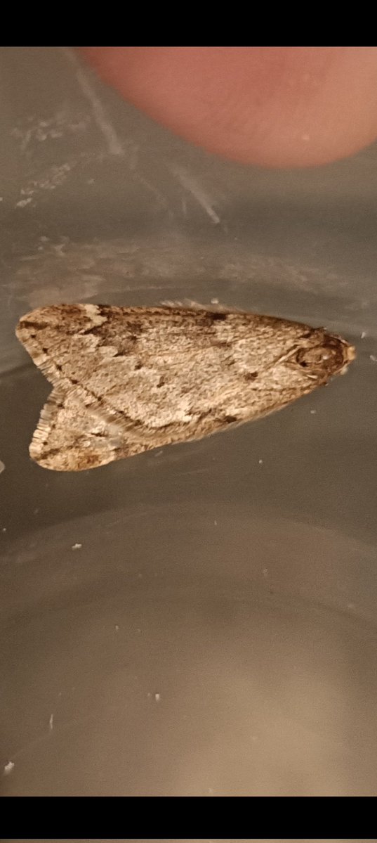 kevin stead tweet media