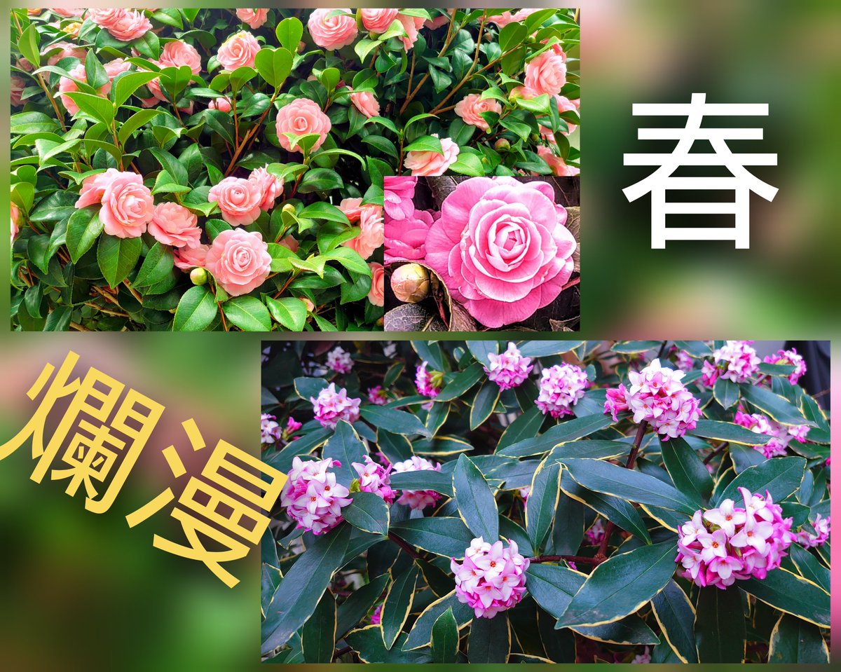 Iiz7Pb1's tweet photo. 庭を受け継いた頃は荒れ果てていたけれど地道な努力で今年は庭の椿と沈丁花が華やかに咲いた🎵椿は春の訪れを知らせる花で寒さを耐えしのぎ開花まで命を繋ぎそして華やかに咲き誇る姿は人の「忍耐」「努力」「栄冠」と言う流れに似ている。暖かさを纏い暫くは幸せ気分…💞
#Infinity https://t.co/GrS1KAnKDu