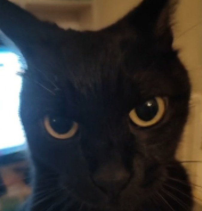 🌙×||𝘙𝘌𝘌𝘋𝘋𝘙𝘌𝘌𝘛𝘡||×🌙||OPEN COMMISSIONS tweet media