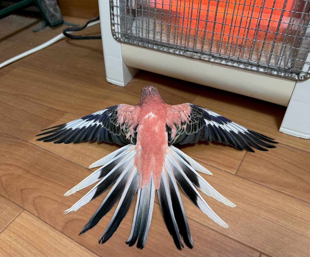 鴉椛@ペット's tweet media