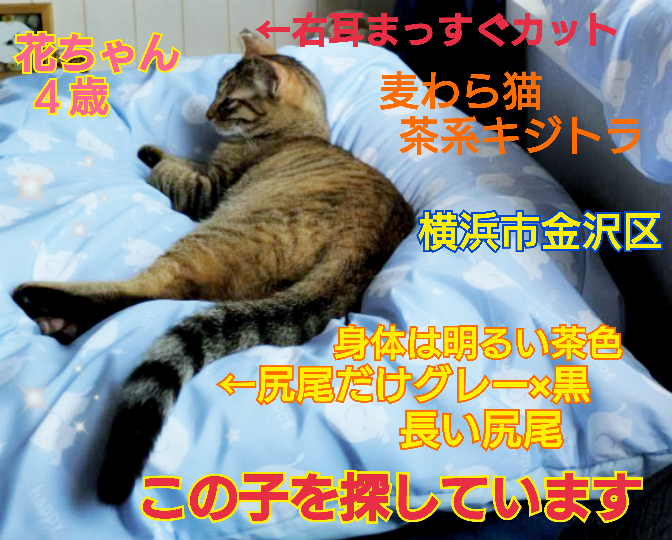 えみ tweet media