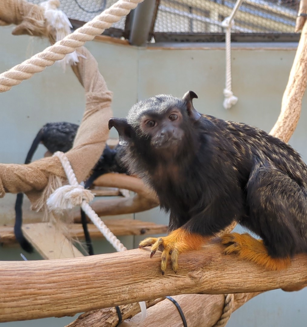 市川市動植物園（公式） tweet media