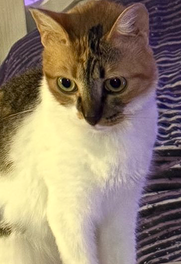 PedroBots tweet media