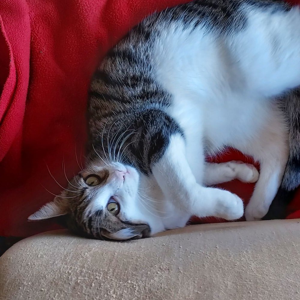 Diane Herridge 💜 tweet media