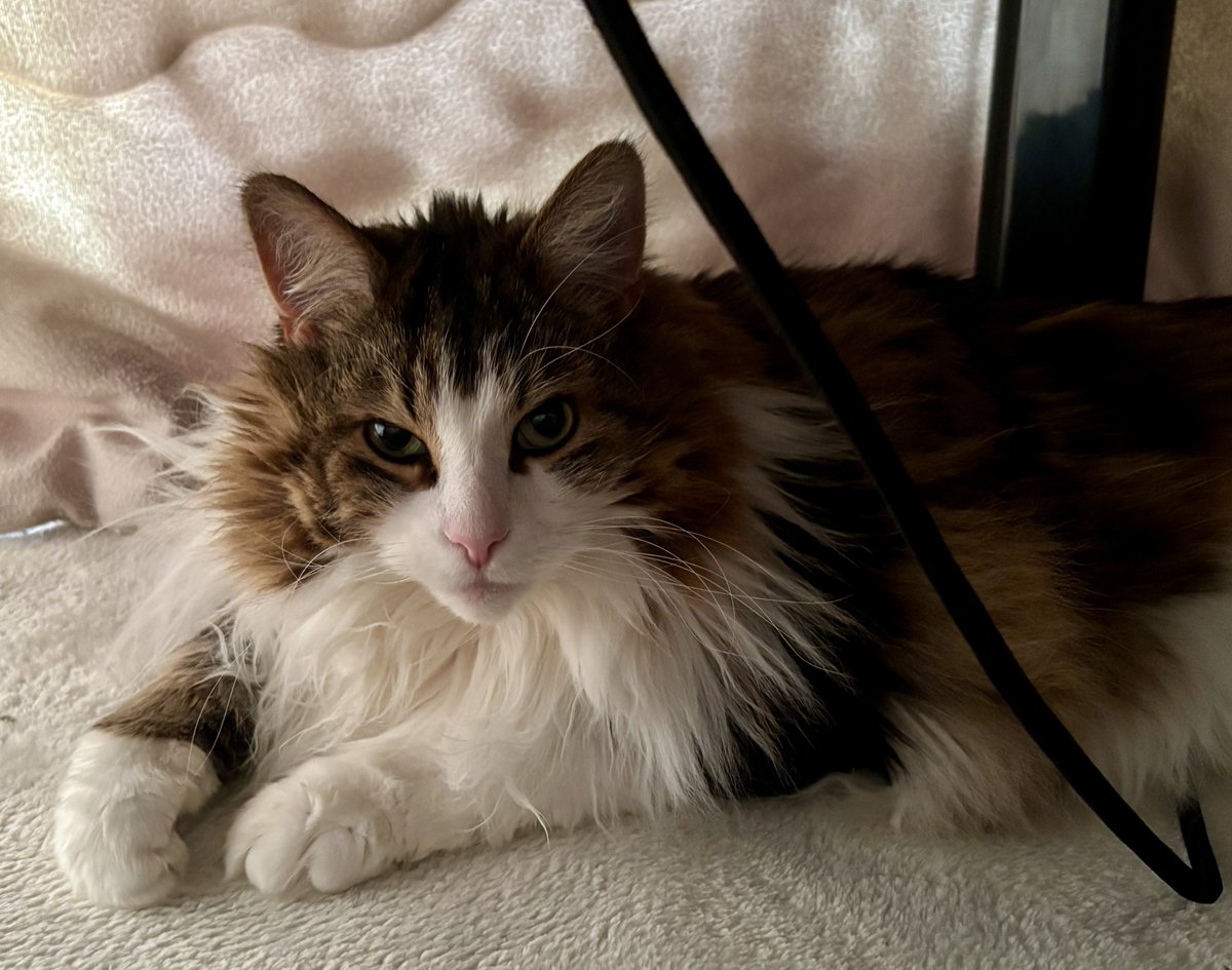 家族が切り忘れたぬくぬくコタツの中で発見される長毛猫さま(寝ぼけ気味)
私、半袖なんだが……