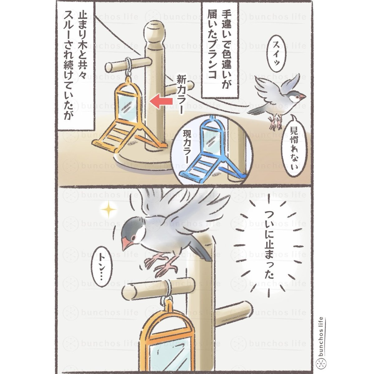 新しいブランコへの扱いが酷い
#文鳥 
#4コマ漫画 