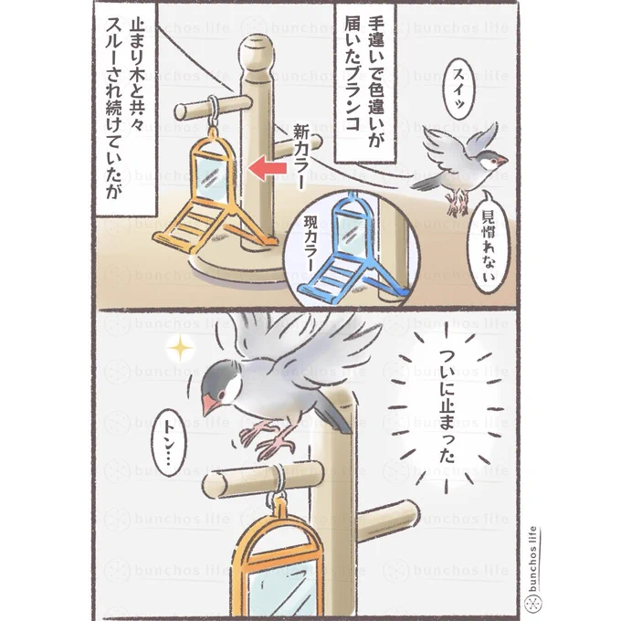 新しいブランコへの扱いが酷い
#文鳥 
#4コマ漫画 