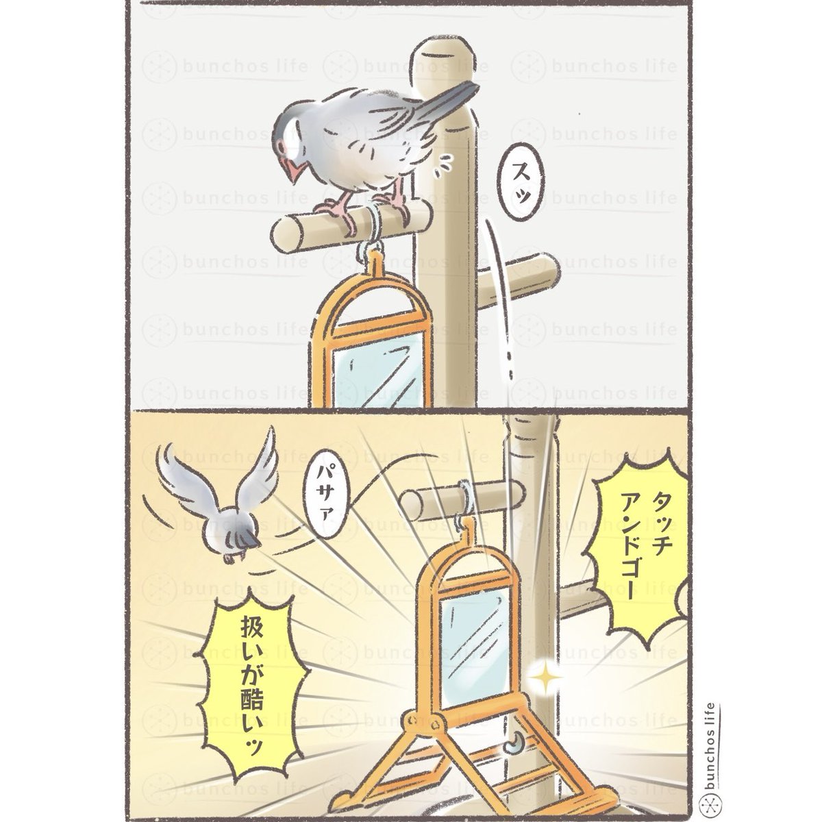 新しいブランコへの扱いが酷い
#文鳥 
#4コマ漫画 