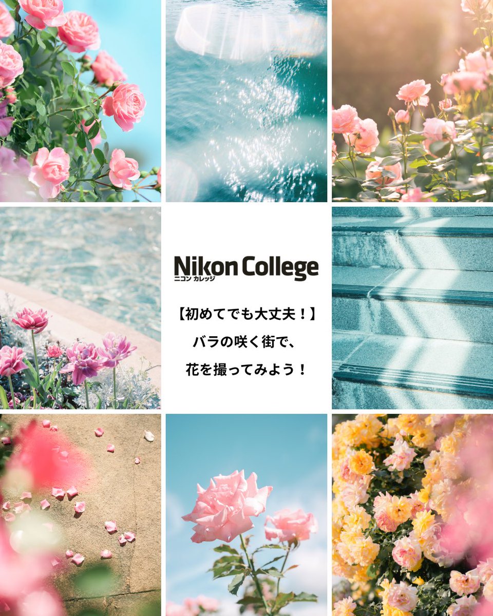 小春ハルカ| haruka koharu tweet media