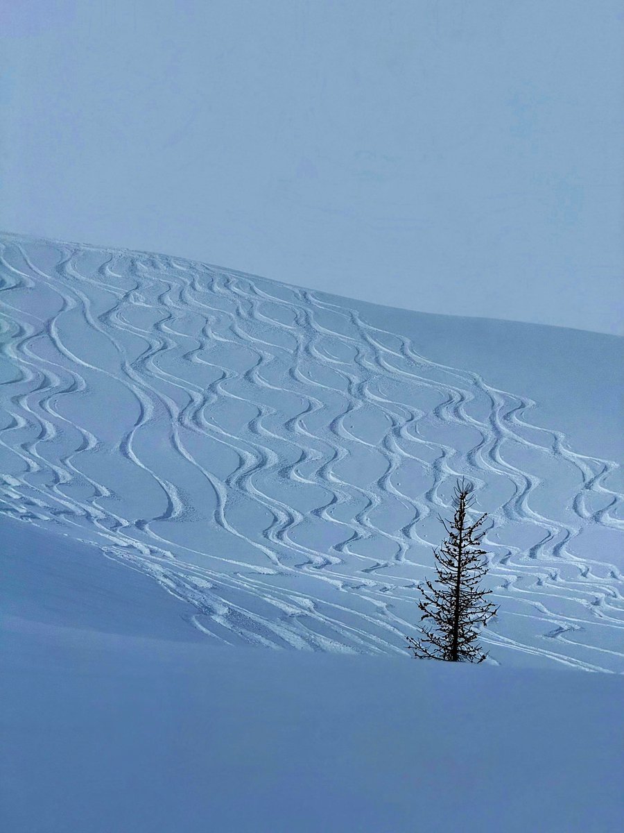 Dimitri Dadiomov tweet media