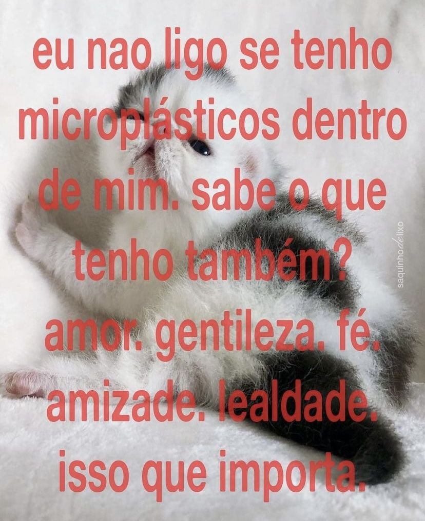 perfil dedicado a gatinhos e peitos tweet media