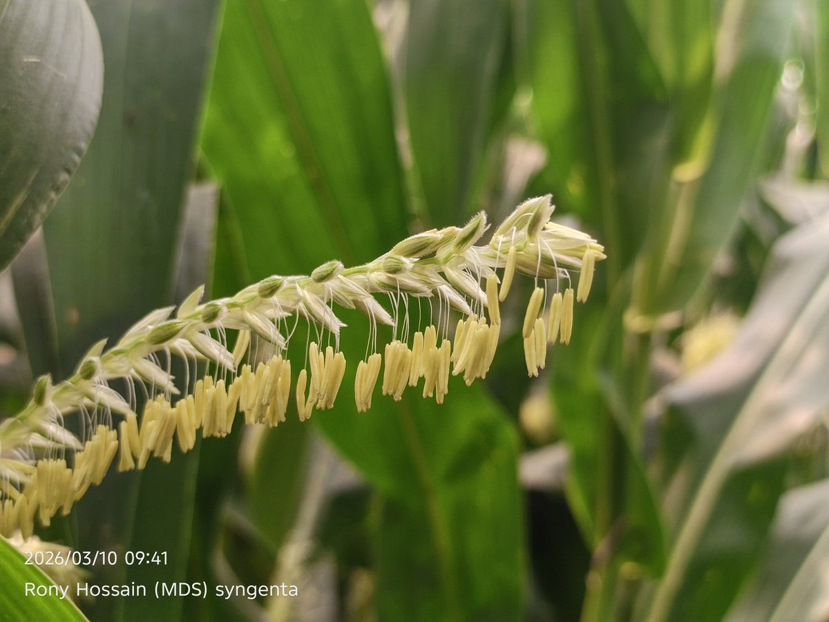 _rony_offical_'s tweet photo. Cornflower 🌽🌽🌽 https://t.co/m7UlRoULV2
