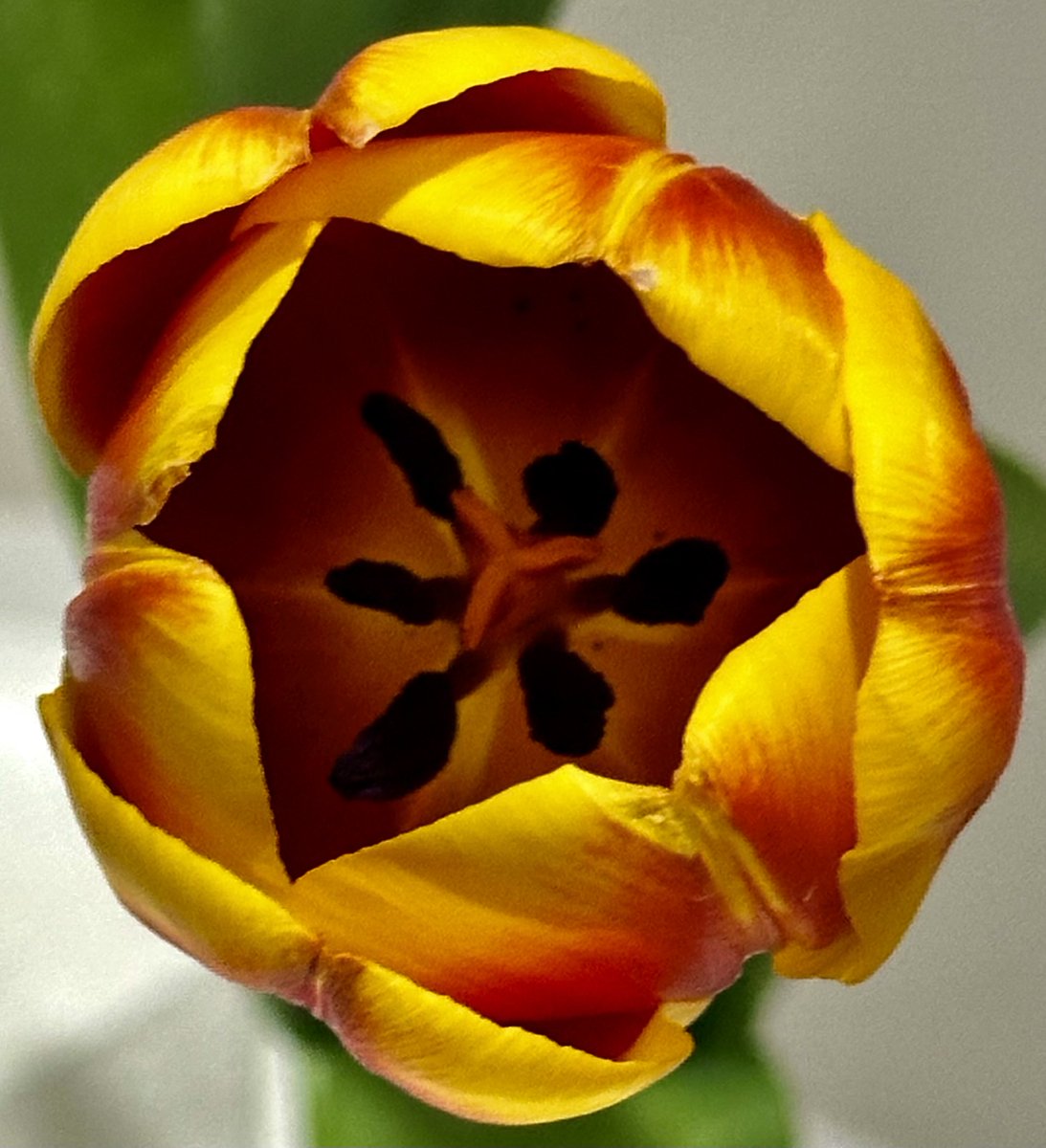 educationtr's tweet image. #March10th🌍