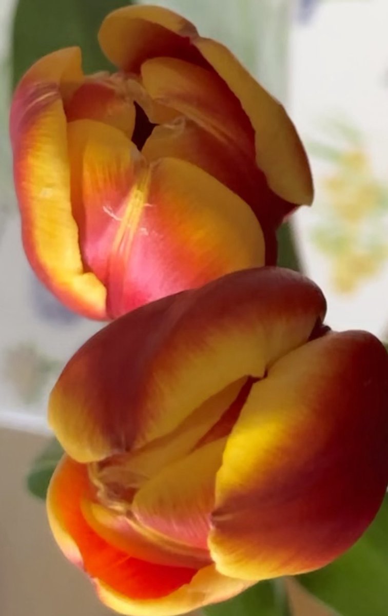 educationtr's tweet image. #March10th🌍