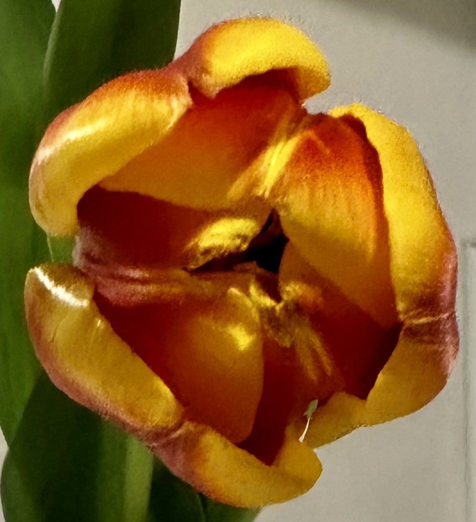 educationtr's tweet image. #March10th🌍