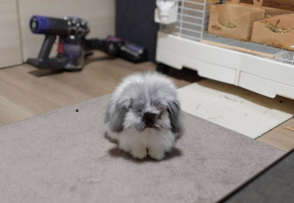 むぅもこ tweet media