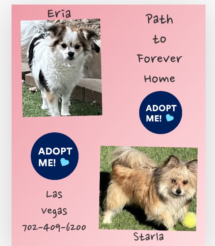 WestEndLondon8's tweet image. Erica and Starla are GORGEOUS and super sweet!😃

#pomeranian #Maltese #LasVegas #Vegas #Nevada #California #Reno #ADOPT #dogsofinstagram #doglovers #Henderson #AdoptionisaPassion #LosAngeles