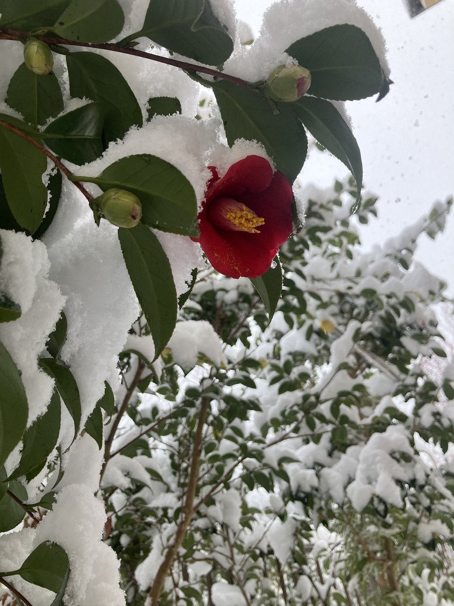 tomoakishibata2's tweet photo. 今年は数年見なかったものも含め庭木の花が片っ端から咲くので大変嬉しい。椿は白赤ピンクと三株あるが全て花が大ぶりすぎず品があり、亡き祖父のセンスが光っているなと感心。 https://t.co/ntA5IkfIX6