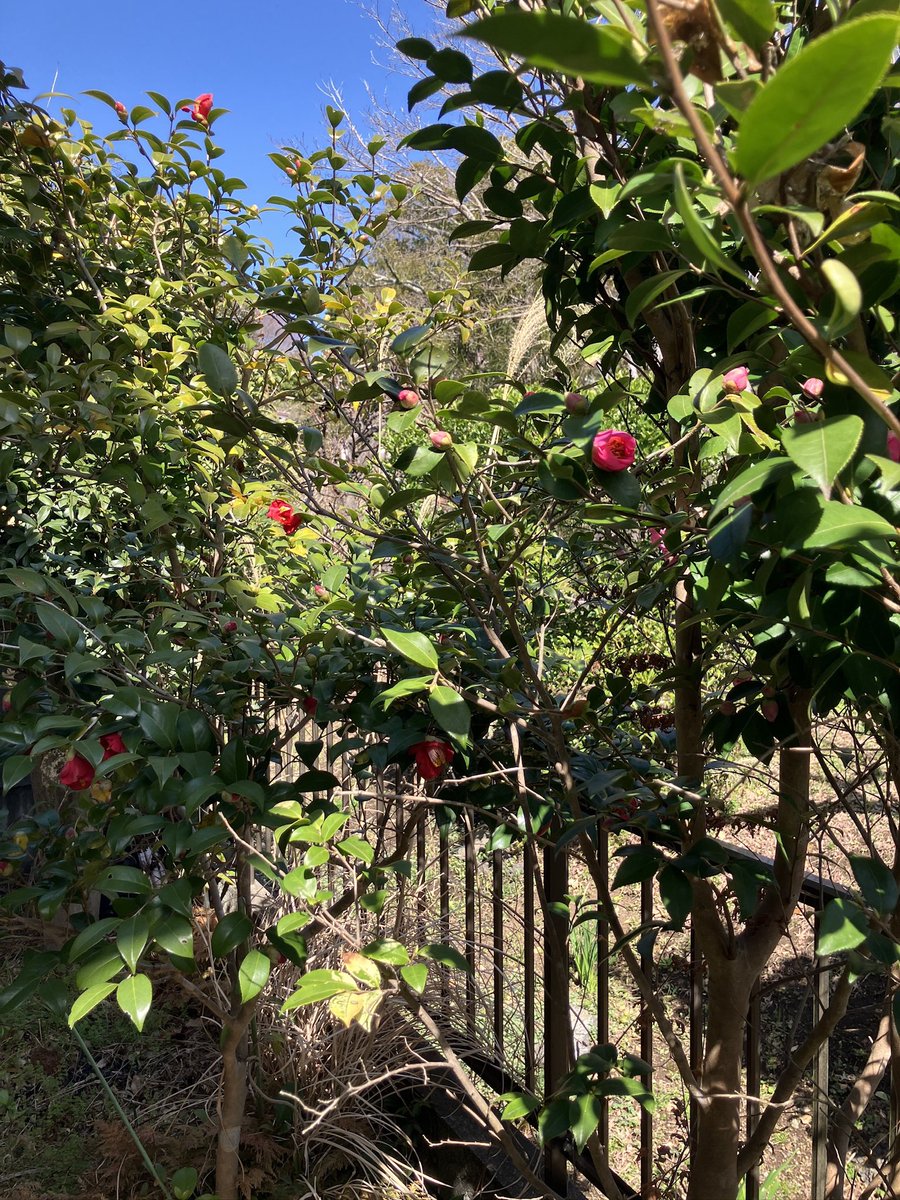 tomoakishibata2's tweet photo. 今年は数年見なかったものも含め庭木の花が片っ端から咲くので大変嬉しい。椿は白赤ピンクと三株あるが全て花が大ぶりすぎず品があり、亡き祖父のセンスが光っているなと感心。 https://t.co/ntA5IkfIX6