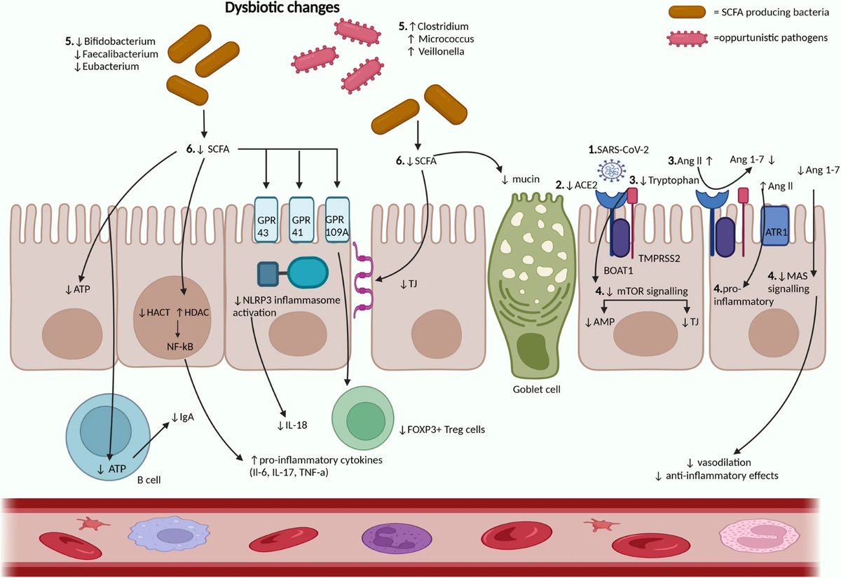vipintukur's tweet photo. Take-home message:

👉 LongCOVID neurological symptoms may partly arise from gut microbiome changes that trigger immune and neuroinflammatory responses.  4/4

H/t: @CatchTheBaby 

 https://t.co/4eASuPtQku https://t.co/T7XAQZJXRP