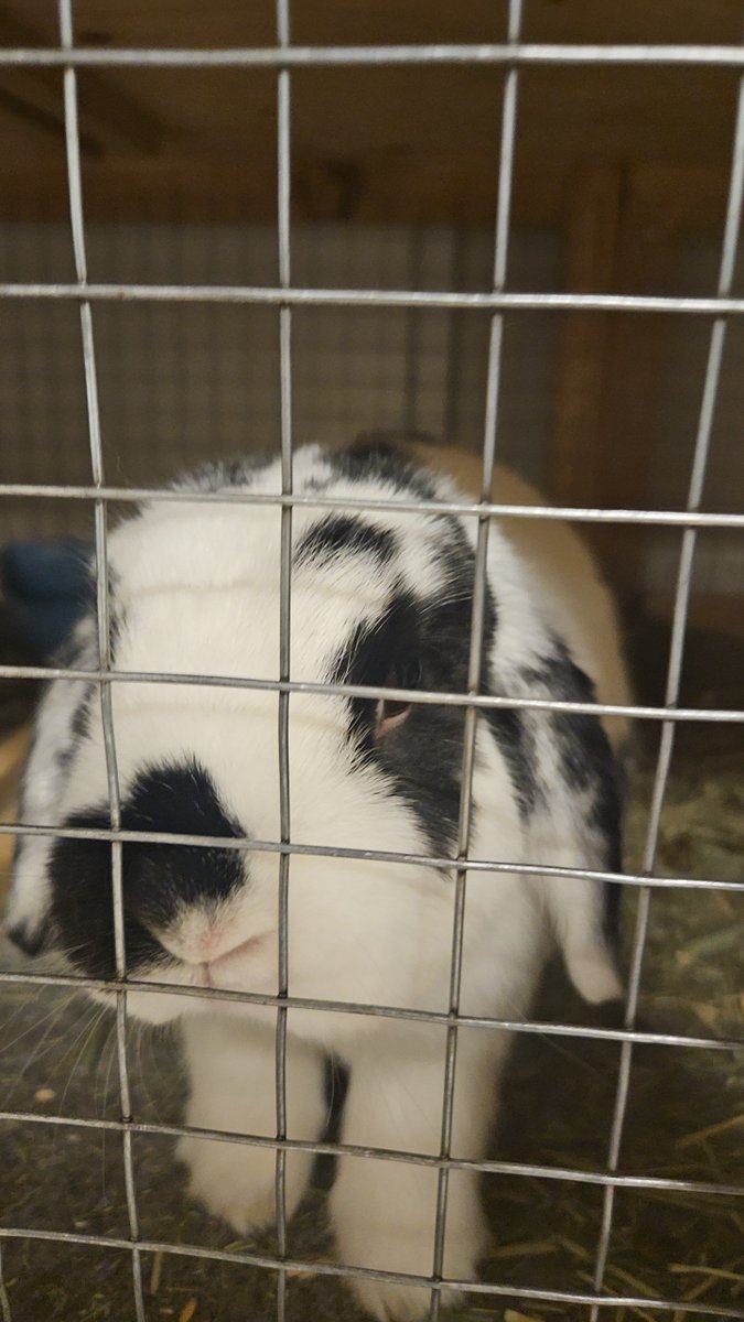 Daily bun no.  702.  The top floor of the cage is a better place to get treats.  🐇