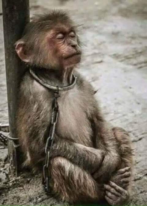 At home, many so-called' ethnic minorities' attack my Han nationality.There are also such people abroad, claiming that Han people oppress ethnic minorities.What a bunch of sinister and dirty mice.When there was no Han nationality, my ancestors owned this land.