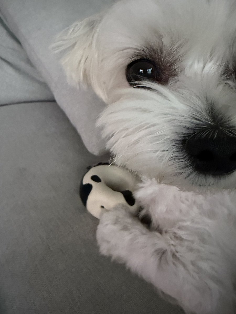 3부코 토/삐용🤍 tweet media