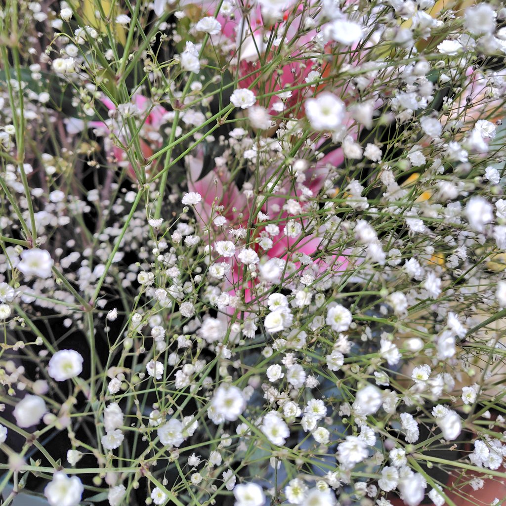 🚃
外国人家族４人が乗り込み
楽しそうに会話してる

雰囲気を重視

吊り革の前が
二席空き

ご老人や困ってる人がいないので

子供に手招きし
席をゆずると

喜んでお姉ちゃんと弟
肩を抱き寄せ
目を閉じた💤

親は
キョトンとしてたが…🤭

#移民ストップ
このタグの意味合いは
まるで違うのです。