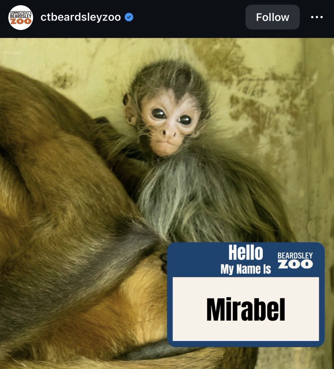 cryptoholic_DM's tweet photo. @cottonxbt $MIRABEL is bottomed out!

C9THkVKhdTUAaw5BScagHPiFXvFdqj7JrSxUkeicpump https://t.co/wOFLWSukZj